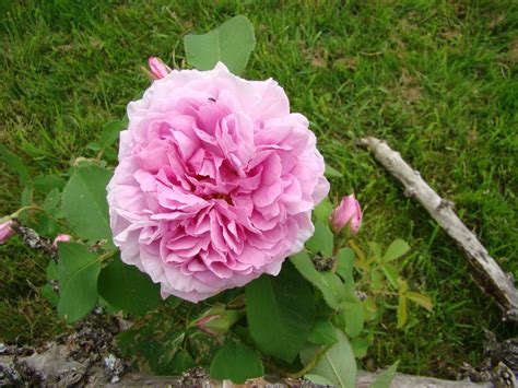 Befolgen sie unsere anleitungen und ihr garten ist und bleibt von ratten befreit. Rose 'Mme. Knorr' - Rosen bei Schmid Gartenpflanzen online ...