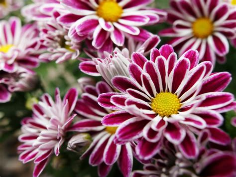 Purple Flowers White Border Exotic Japanese Chrysanthemum Perennial