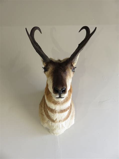 I had some old barn wood, so. Pronghorn Antelope Shoulder Mount A-113P - Mounts For Sale