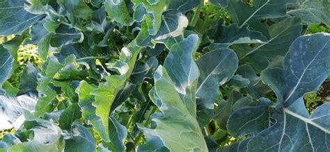 Il broccolo cinese, noto anche come gai lan in cinese, è un ci sono molti modi per cucinare con i broccoli cinesi e, in molti modi, questo ortaggio è più facile da cucinare rispetto a molte altre verdure. Minestra Maritata, Corrado la cucinava con il Broccolo ...