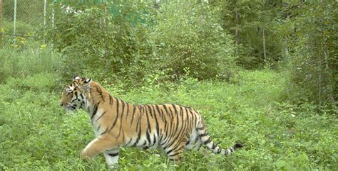 Mystery Cats Newslink Other States Get A Scent Of Plans To Save Big Cats