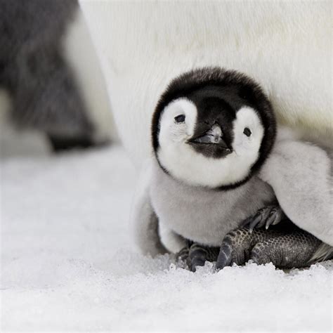Free Download Cute Penguins Cute Mighty Pictures 1024x1024 For Your