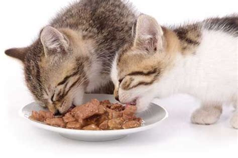 But how do pets benefit from eating oats, and how much oatmeal should they have in their diet? Can Cats Eat Oatmeal and What Are The Benefits for Cats ...