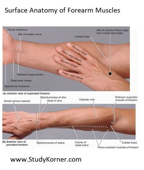 Surface Anatomy Of Forearm Muscles Studykorner Physical Therapy