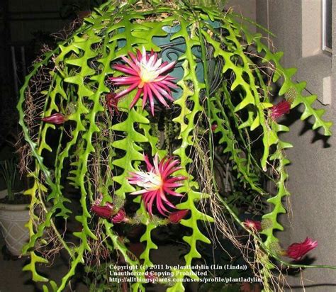 Native from mexico, the majority of ric rac cacti in their natural habitat actually grow on trees. Cryptocereus antonyanus | Suculentas colgantes, Cactus y ...