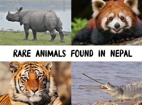 10 Rare And Endangered Animals Found In Nepal