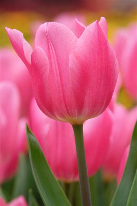 Pink Tulips Are Blooming In The Garden