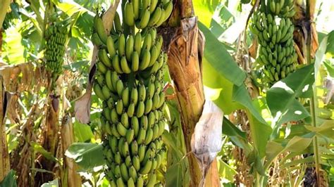 These Are Tasty Australian Bananas As Have Been Modified Genetically