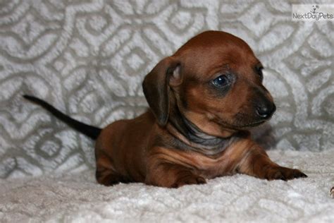 In the tehachapi mountains.our goal. Issy: Dachshund, Mini puppy for sale near San Diego ...