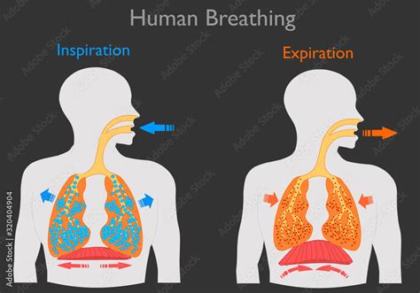 Inhalation Exhalation Human Breathing Inspiration Lungs Swell
