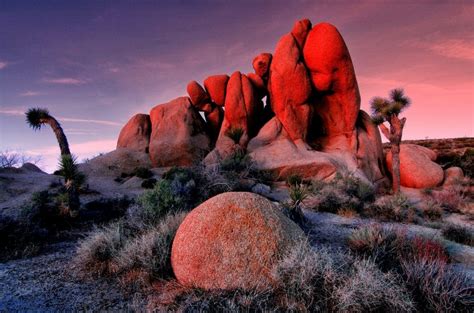 Joshua Tree National Park Has Reopened Heres What You Need To Know