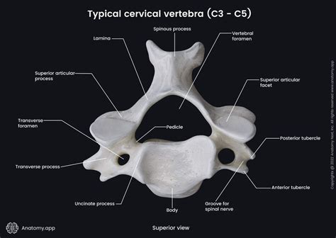 Cervical Vertebrae Encyclopedia Anatomyapp Learn Anatomy 3d