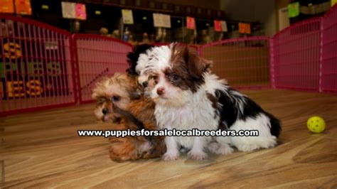 Puppies For Sale Local Breeders Party Color Morkie Puppies For Sale