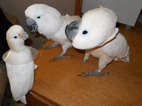 Goffin cockatoo parrot sings and dances! Goffin Cockatoo, Unbrella cockatoo, and Moluccan Cockatoo ...