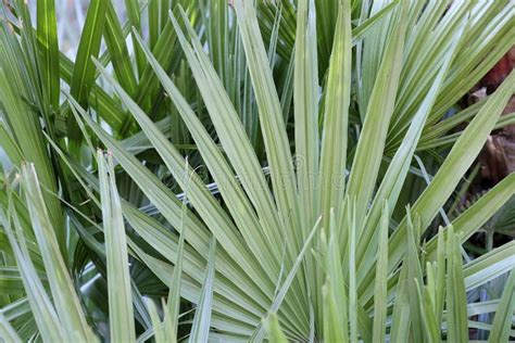Lush Green Tropical Palm Plant With Broad Leaves In The Shade Stock