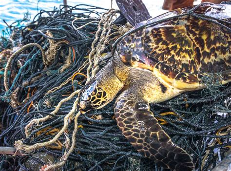 Why Hawksbill Turtles Are Critically Endangered And What We Can Do