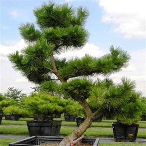 Ornamental Japanese Pine Trees Nursery In South Central Pa