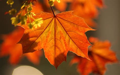 Orange Maple Leaf Hd Wallpaper Wallpaper Flare