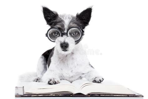 Dog Reading Books Stock Photo Image 59679934