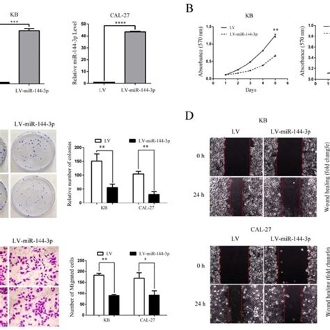 ectopic expression of mir 144 3p inhibits oscc cell growth migration download scientific