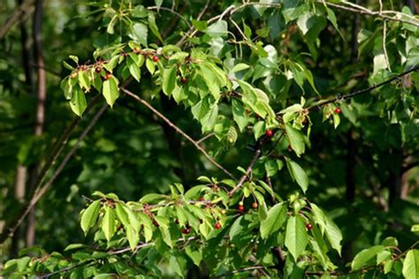 Cherry Tree Leaf Identification Hunker