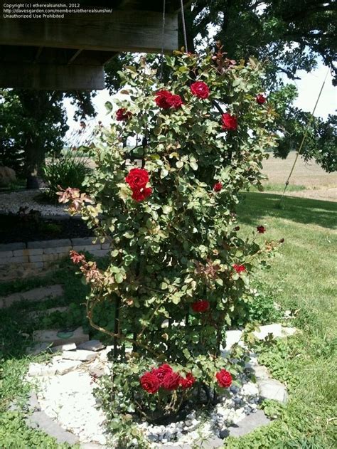 Blooms nonstop from late spring to frost, its white flowers brighten and highlight garden spaces. Full size picture of Large Flowered Climbing Rose 'Don ...
