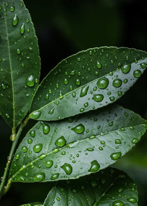 Hd Wallpaper Plant Drop Of Water Drip Dewdrop Nature Leaf Green