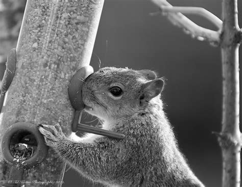 Squirrels Flickr