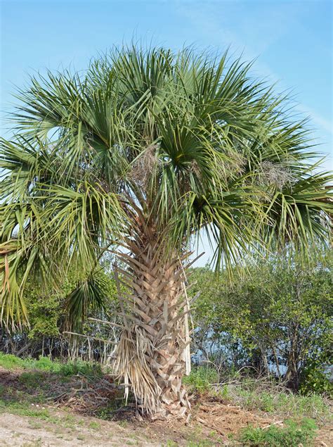 Sabal Palm Tree In The Canaveral National Seashore Palm Tree Trimming