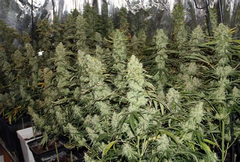 On the other hand, this type of light encourages stem growth, and also flowering and fruit production. How to Grow Auto-Flowering Marijuana?