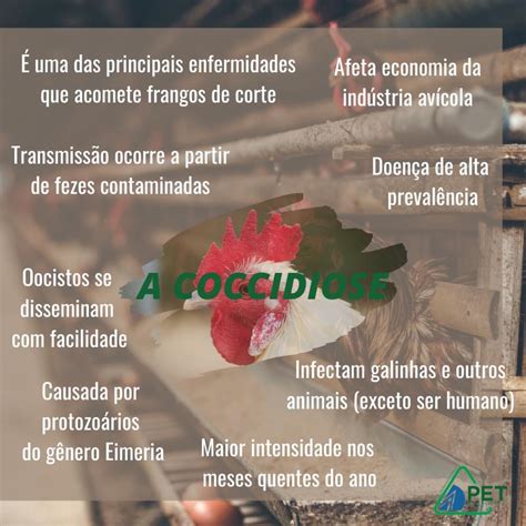 O Que é Coccidiose Em Aves