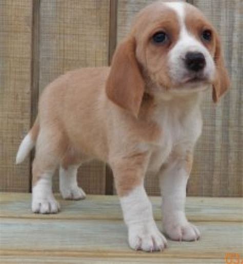 If you are not ready to adopt, please consider fostering one or more. Amazing little beagle puppies for adoption Offer €150