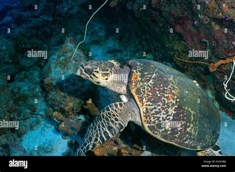 Hawksbill Turtle Bonaire Stock Photo Alamy