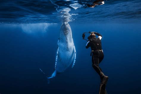 Beautiful Whale Photography 64 Pics