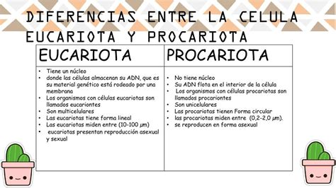 Diferencias Entre La Célula Eucariota Y Procariota Mayli Udocz