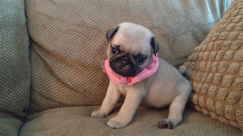 He is 11 weeks old. Pug Puppies for Sale in North Carolina, South Carolina, NC ...