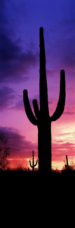 Silhouette Of Saguaro Cactus Photograph By Panoramic Images Fine Art