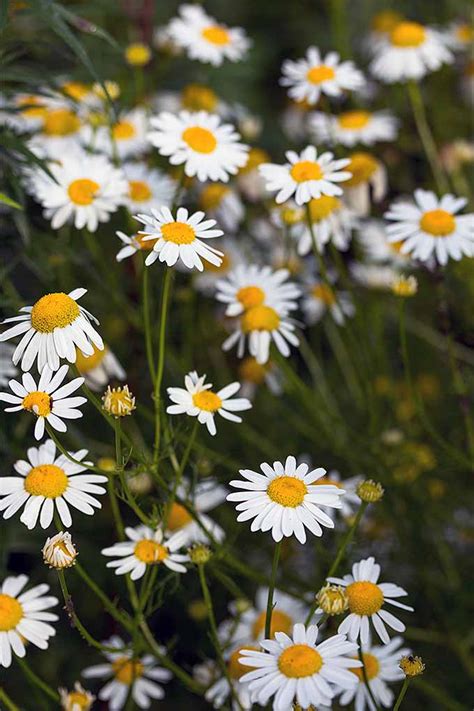 How To Grow Chamomile In Your Herb And Flower Garden