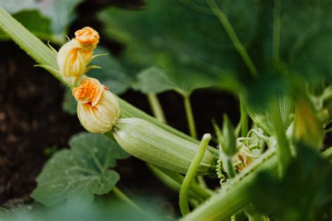 Growing Zucchini In Pots Tips For A Successful Harvest
