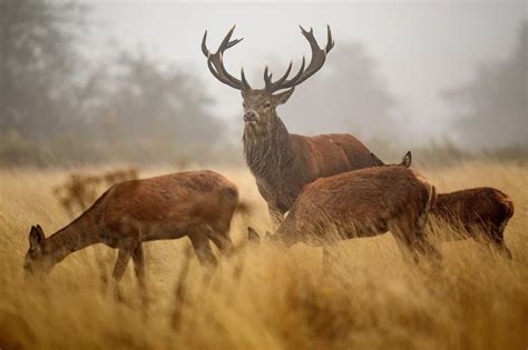 Where To See Wildlife In London From Hampstead Heath To Richmond Park