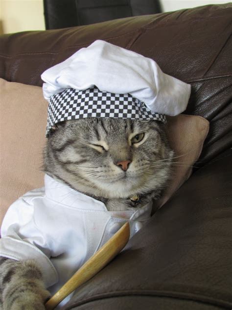 Ninja Killer Cat Chef | Know Your Meme