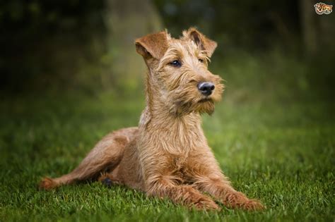 Irish Terrier Dog Breed Facts Highlights And Buying Advice Pets4homes