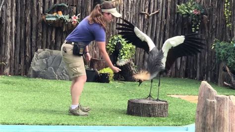 Dallas Zoo 2019 Animal And Bird 🦅 Show Super Fun Youtube