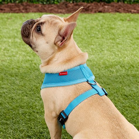 These are the best and most comfortable. Puppia Soft Dog Harness, Sky Blue, Medium - Chewy.com
