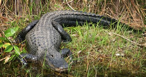 Mississippis Alligator Hunting Season Opens Friday