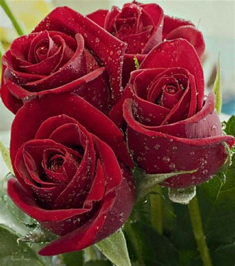 Pretty Red Roses Red Roses Flowers Special Flowers