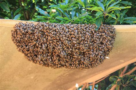 5 Best Way To Remove Bees