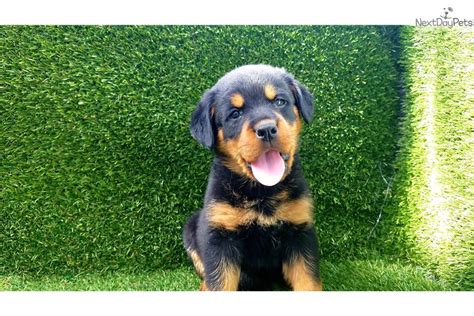 Security and loyal family pets. Rottweiler puppy for sale near San Diego, California. | 3142cd61-7911