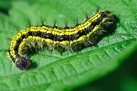Yellow and black fuzzy caterpillar | Flickr - Photo Sharing!