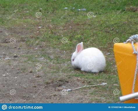 Pretty Cute Snowy White Baby Bunny Rabbit At Jericho Beach Vancouver